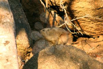 Baby Dassie Basking in the South African Morning Sun