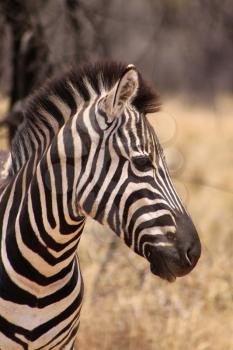Beautiful, healthy Zebra standing proud in the South African Bushveld. Head side profile picture.