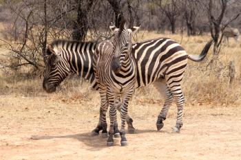 Two healthy beautiful Zebras Standing in T-Shape