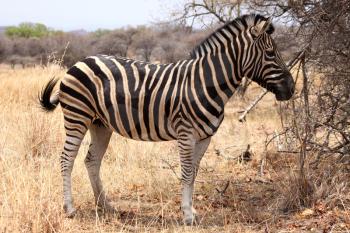 Beautiful, healthy Zebra standing proud in the South African Bushveld