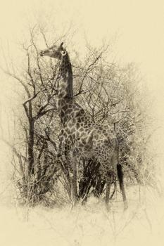 Vintage Sepia Picture of Grown Giraffe eating top leaves from large tree.