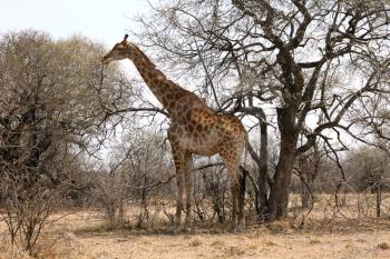 Grown Giraffe standing proud next to a large tree.
