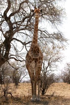 Front View of Very Large Strong Bodied Giraffe with bulging muscles standing next to trees