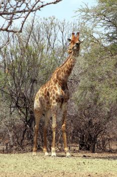 Strong Bodied Giraffe with bulging muscles standing next to trees