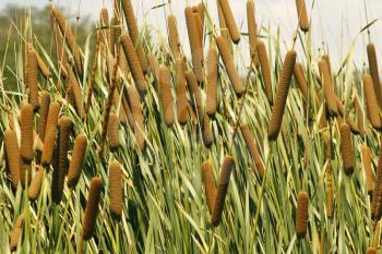 Cattails (Typha orientalis) with is Brown Sausage Like Flowers