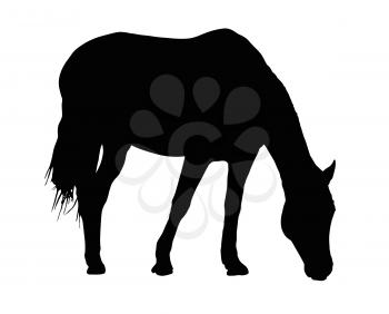 Detailed Portrait Silhouette of Large Horse Grazing