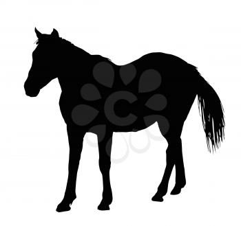 Detailed Portrait Silhouette of Large Horse Standing    