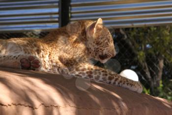 One of only 2 Strawberry Leopards in the world, 6 months old Madiba, hand reared at Akwaaba Lodge and Predator Park, Rustenburg, South Africa.