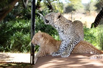 One of only 2 Strawberry Leopards in the world, 6 months old Madiba and normal sister, Liana (standing), hand reared at Akwaaba Lodge and Predator Park, Rustenburg, South Africa.