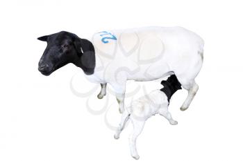 Detailed Isolated Sheep with Nursing Lamb   