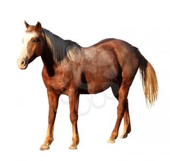 Detailed Portrait Isolated Picture of Large Horse Standing    