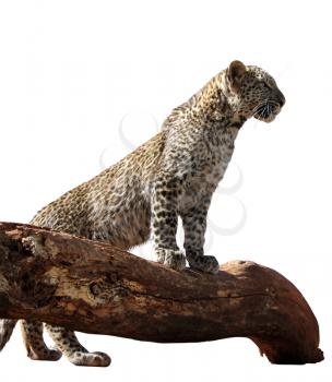 Detailed PortraitIsolated Picture of Young Leopard on Branch