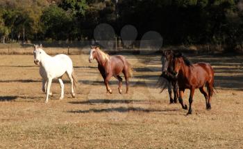 Four Horses Running Over Winter Grass Field 