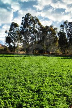 Green Alfalfa or Lucerne Field Under Irrigation