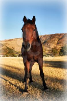 Portrait Picture of Curious Strong Brown Colt Horse in HD