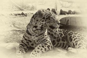 Close-up portrait picture of Leopard in Sepia Black and White Colorization 