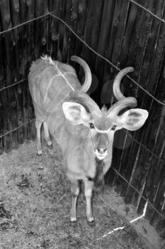 Close-up portrait picture of Kudu Sepia Black and White Colorization 