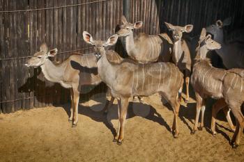 Close-up portrait picture of Herd of Kudu 