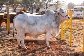 White Brahman bull standing in the morning sun.