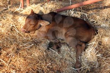  Brown Brahman calf resting laying on grass.