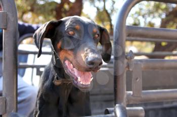 Young Doberman pup, trained sniffer dog, drug, narcotics and explosives on back of vehicle.