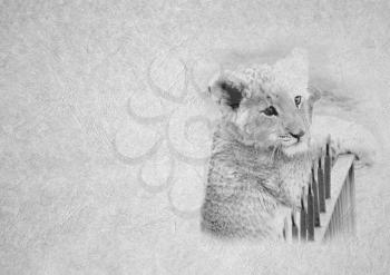 Greyscale Black and White Foldable Card Image of Cute Lion Cub Face on  Leather Type Textured Paper with Heading and Large Text Area