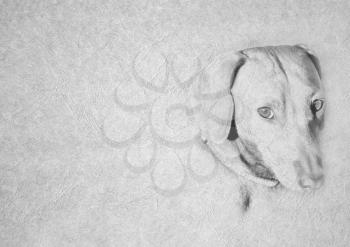 Greyscale Black and White Foldable Card Image of Soft Expression Dachshund Dog Face on  Leather Type Textured Paper with Heading and Large Text Area