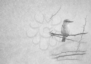 Greyscale Black and White Foldable Card Image of Brown-hooded Kingfisher on Thorn Tree Branch on  Leather Type Textured Paper with Heading and Large Text Area