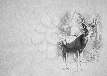 Greyscale Black and White Foldable Card Image of Large Kudu Bull on  Leather Type Textured Paper with Heading and Large Text Area