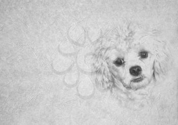 Greyscale Black and White Foldable Card Image of Soft Expression Maltese Dog Face on  Leather Type Textured Paper with Heading and Large Text Area