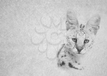 Greyscale Black and White Foldable Card Image of Soft Expression Serval Wild Cat Face on  Leather Type Textured Paper with Heading and Large Text Area