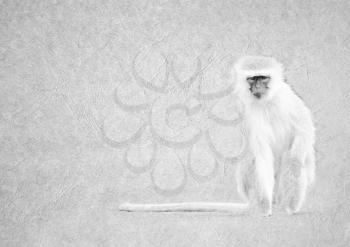Greyscale Black and White Foldable Card Image of Vervet Monkey with Long Tail on  Leather Type Textured Paper with Heading and Large Text Area