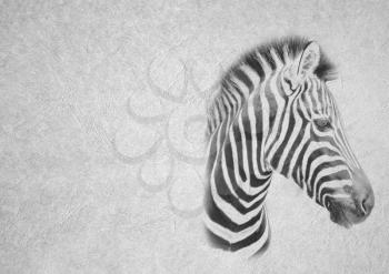 Greyscale Black and White Foldable Card Image of Peaceful Zebra Face on Leather Type Textured Paper with Heading and Large Text Area