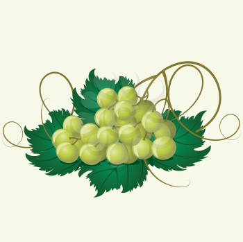 Royalty Free Clipart Image of Grapes on Green Leaves