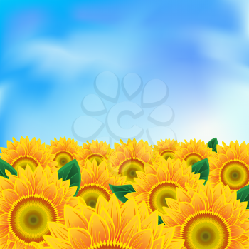 Royalty Free Clipart Image of a Field of Sunflower and a Blue Sky