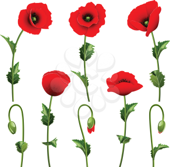 Royalty Free Clipart Image of Red Poppies on White