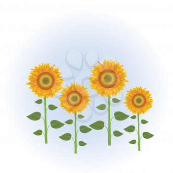 Royalty Free Clipart Image of Sunflowers