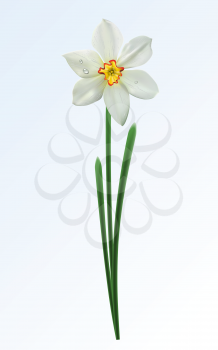 Royalty Free Clipart Image of a Narcissus