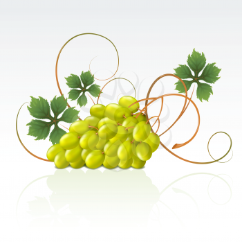 Royalty Free Clipart Image of Green Grapes
