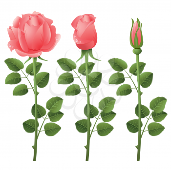 Royalty Free Clipart Image of Three Stages of a Rose