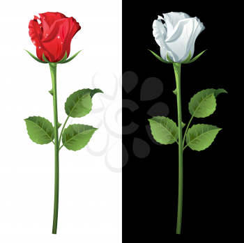 Royalty Free Clipart Image of a Red and White Rose