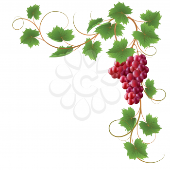 Royalty Free Clipart Image of a Grapevine Frame