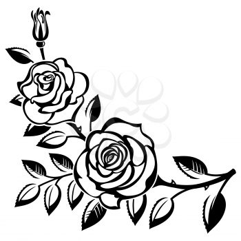 Branch of roses on a white background