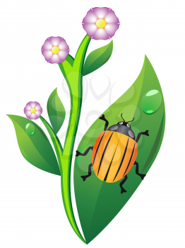 Royalty Free Clipart Image of a Colorado Beetle on a Potato leaf