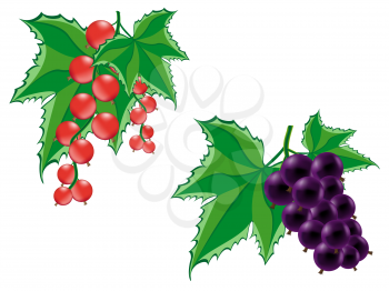 Royalty Free Clipart Image of Currants