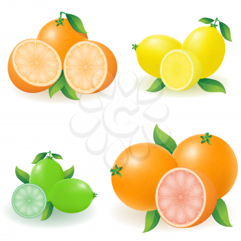 Royalty Free Clipart Image of a Set of Citrus Fruits