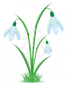 Royalty Free Clipart Image of a Snowdrop Flower