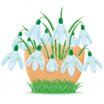 Royalty Free Clipart Image of Snowdrops in an Egg Shell