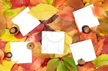 autumn leaves and white sheets of paper