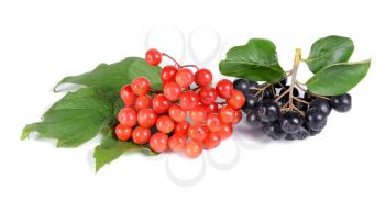 black ashberry and red viburnum  isolated on white background